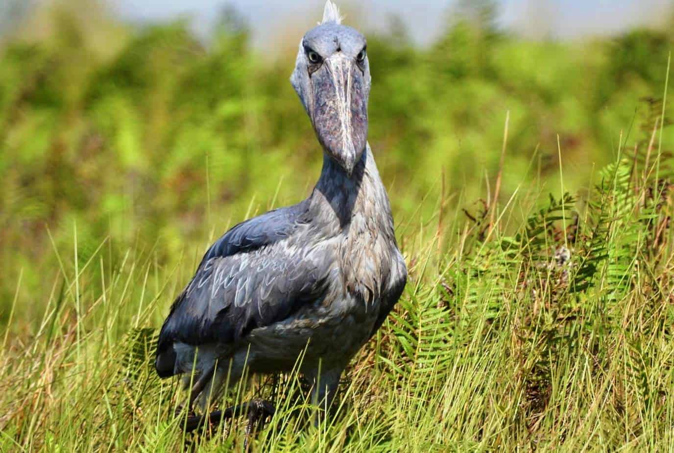 cross Africa safaris website; best Tanzania safari tours