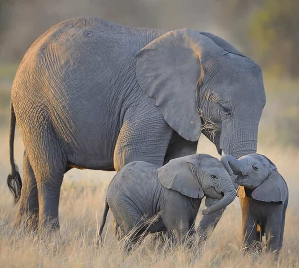 cross Africa safaris website; best Tanzania safari tours