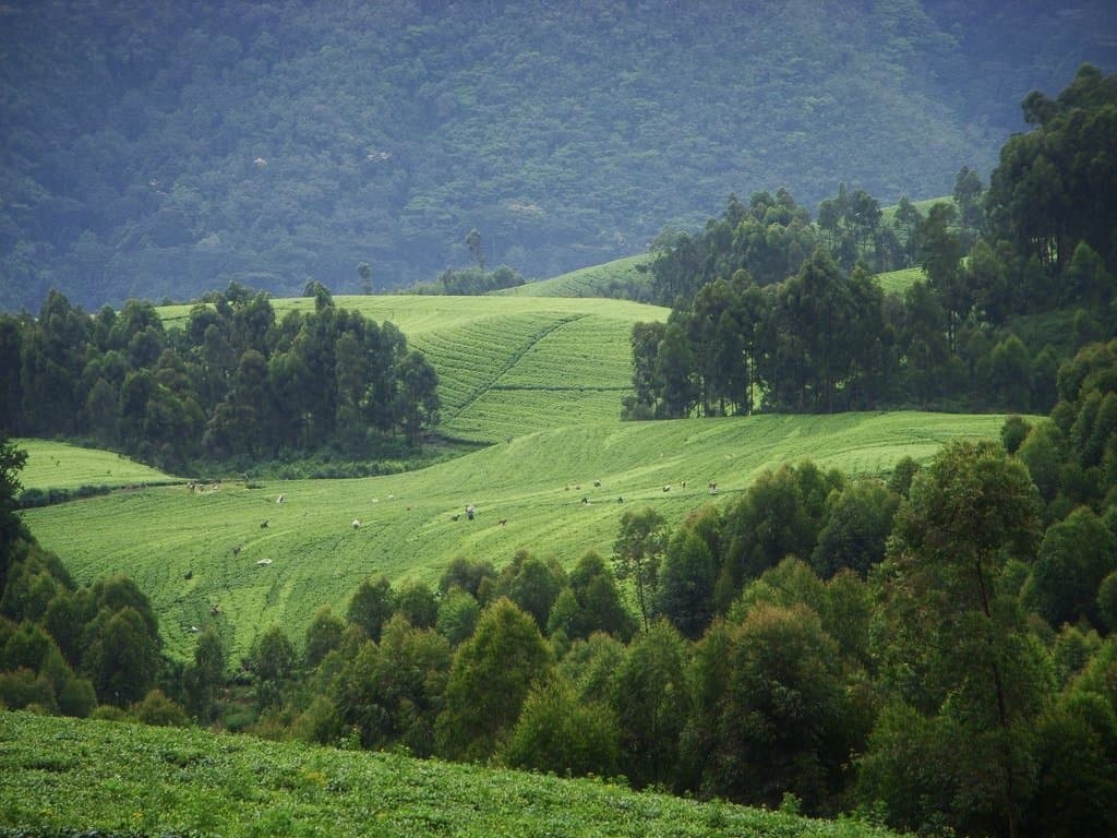 cross Africa safaris website; best Tanzania safari tours