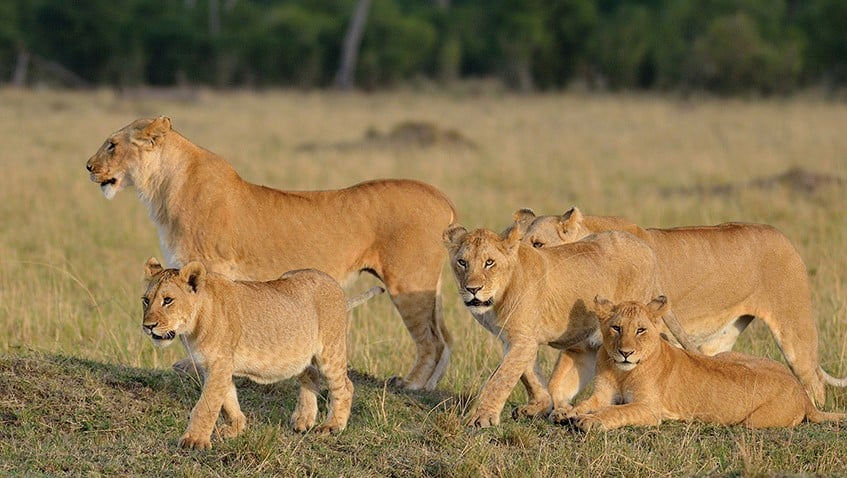 10 Best Tanzania Safaris & Tours for 2021-2022